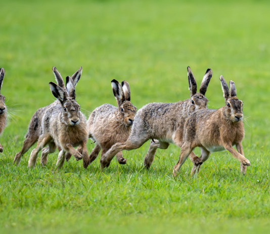 Federcaccia e Italcaccia contro la Regione Calabria Federcaccia e Italcaccia contro la Regione Calabria: sei lepri