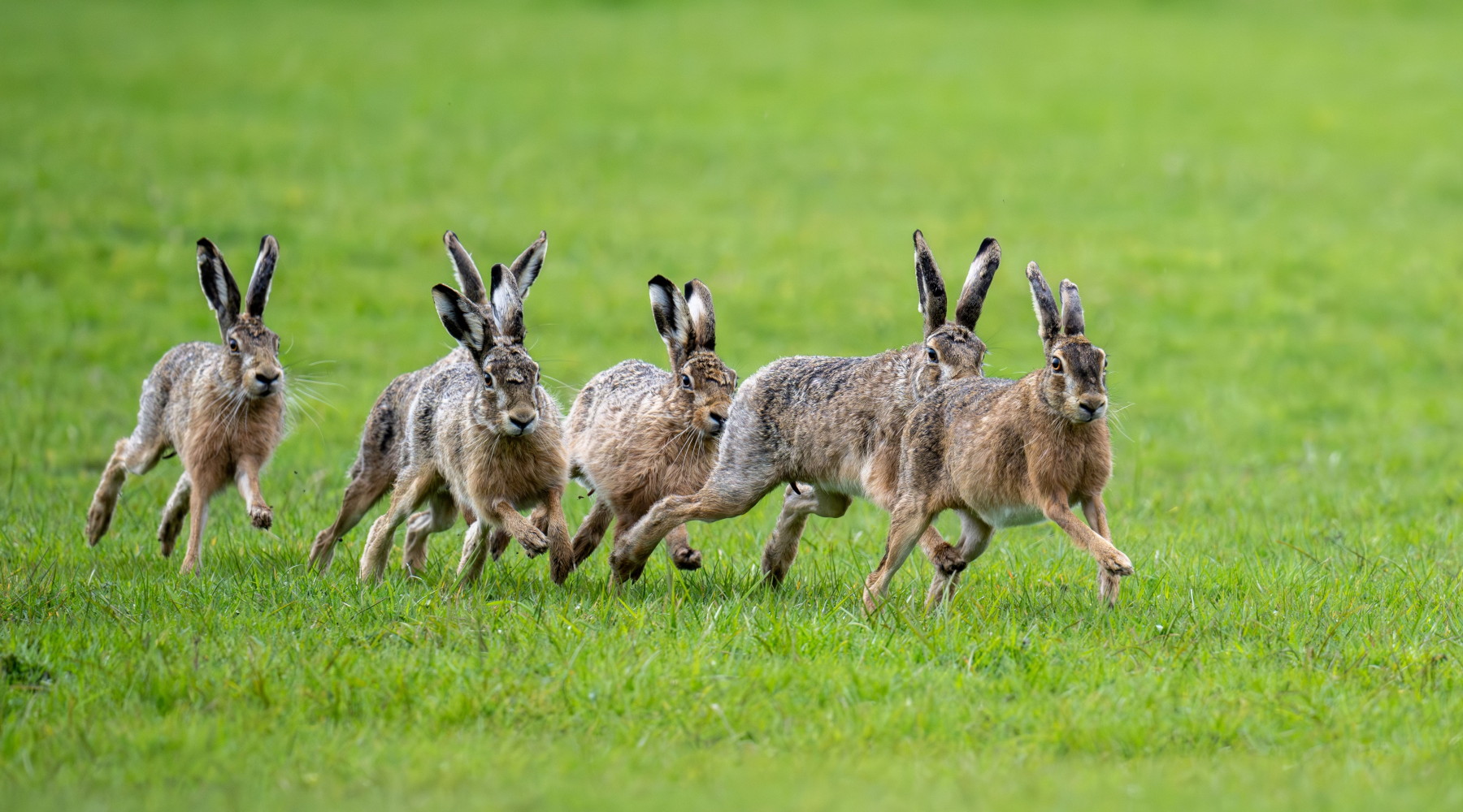 Federcaccia e Italcaccia contro la Regione Calabria Federcaccia e Italcaccia contro la Regione Calabria: sei lepri