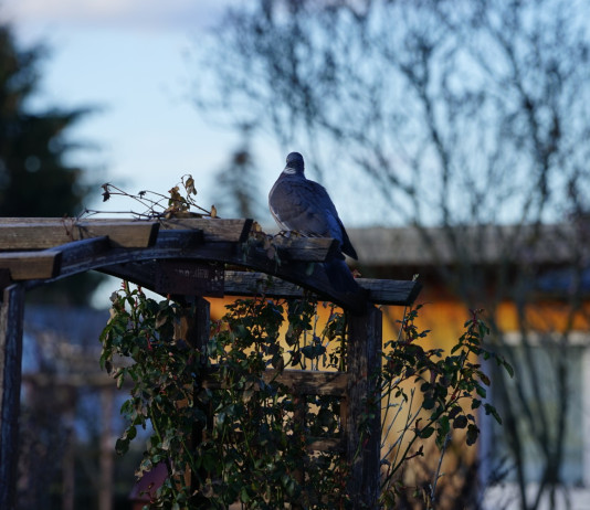 Federcaccia respinge l’ipotesi di controllo del colombaccio in Toscana Federcaccia respinge l’ipotesi di controllo del colombaccio in Toscana