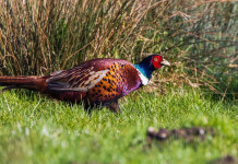 Focus sul fagiano Focus sul fagiano