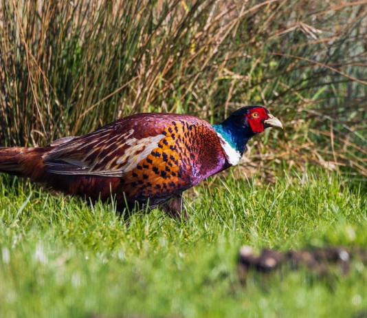 Focus sul fagiano Focus sul fagiano
