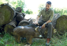 Il piazzamento del tiro sul cinghiale in selezione e in braccata: il video Il piazzamento del tiro sul cinghiale in selezione e in braccata il video