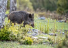 Interrogazione del Pd sullo stato d’attuazione della legge sulla caccia Interrogazione del Pd sullo stato d’attuazione della legge sulla caccia: cinghiale nel bosco