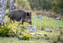 Interrogazione del Pd sullo stato d’attuazione della legge sulla caccia Interrogazione del Pd sullo stato d’attuazione della legge sulla caccia: cinghiale nel bosco