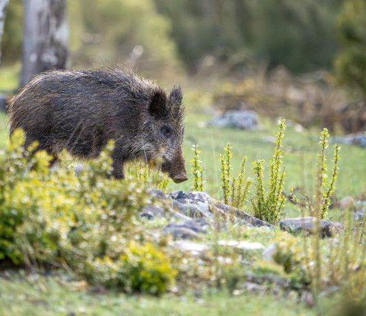 Interrogazione del Pd sullo stato d’attuazione della legge sulla caccia Interrogazione del Pd sullo stato d’attuazione della legge sulla caccia: cinghiale nel bosco