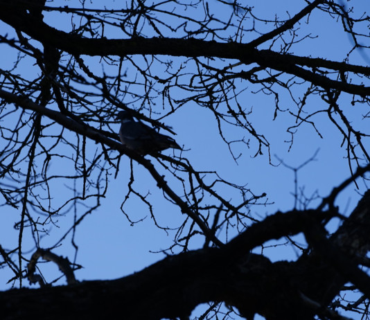 Libera Caccia: bene l’opposizione Fidc all’eventuale controllo del colombaccio in Toscana Libera Caccia: bene l’opposizione Fidc all’eventuale controllo del colombaccio in Toscana - colombaccio su ramo in controluce