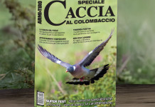 Lo speciale Caccia al colombaccio in edicola Lo speciale Caccia al colombaccio in edicola