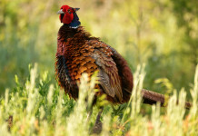 Respinto il ricorso contro il calendario venatorio dell’Emilia Romagna Respinto il ricorso contro il calendario venatorio dell'Emilia Romagna: fagiano