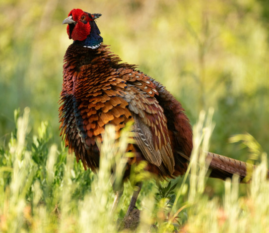Respinto il ricorso contro il calendario venatorio dell’Emilia Romagna Respinto il ricorso contro il calendario venatorio dell'Emilia Romagna: fagiano