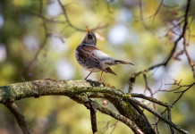 Rinviata a settembre l’approvazione del ddl con l’articolo sui valichi montani Rinviata a settembre l’approvazione del ddl con l’articolo sui valichi montani - cesena (Turdus pilaris) su ramo