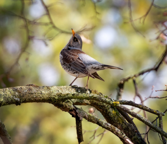 Rinviata a settembre l’approvazione del ddl con l’articolo sui valichi montani Rinviata a settembre l’approvazione del ddl con l’articolo sui valichi montani - cesena (Turdus pilaris) su ramo