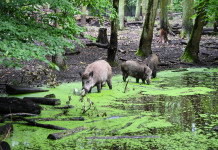 Cinque mesi per la caccia al cinghiale: commissario firma ordinanza 4/25 Sei mesi per la caccia al cinghiale: commissario firma ordinanza 4/25 - cinghiali nel verde