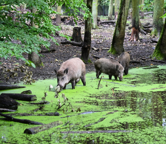 Cinque mesi per la caccia al cinghiale: commissario firma ordinanza 4/25 Sei mesi per la caccia al cinghiale: commissario firma ordinanza 4/25 - cinghiali nel verde