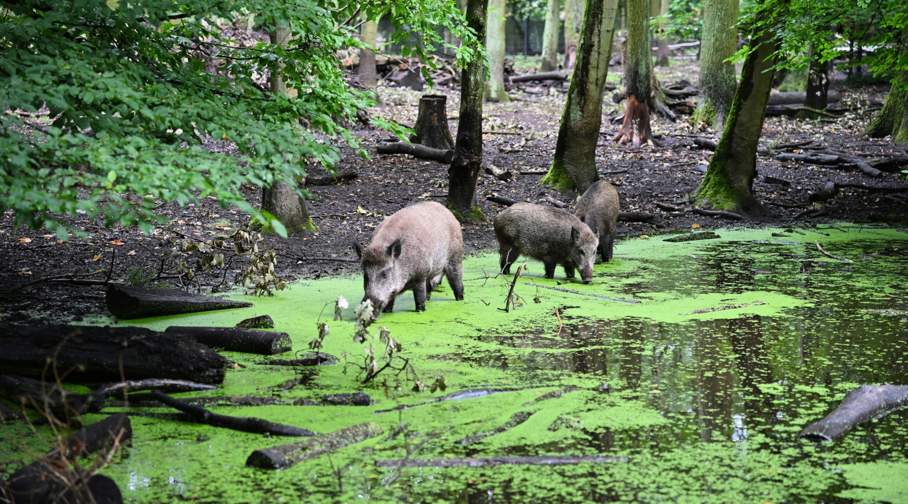 Sei mesi per la caccia al cinghiale: commissario firma ordinanza 4/25 Sei mesi per la caccia al cinghiale: commissario firma ordinanza 4/25 - cinghiali nel verde