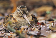 Beccaccia Day, la terza edizione ad Anzano di Puglia Beccaccia Day, la terza edizione ad Anzano di Puglia