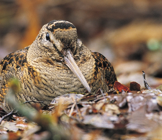 Beccaccia Day, la terza edizione ad Anzano di Puglia Beccaccia Day, la terza edizione ad Anzano di Puglia