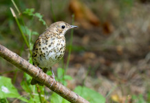 La Calabria dovrà definire il carniere massimo per tordo bottaccio e cesena Calabria dovrà definire il carniere massimo stagionale per tordo bottaccio e cesena