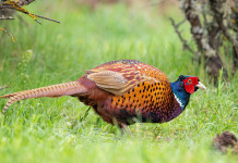 Consiglio di Stato respinge l’appello sul calendario venatorio dell’Emilia-Romagna Consiglio di Stato respinge l'appello sul calendario venatorio dell'Emilia-Romagna - fagiano