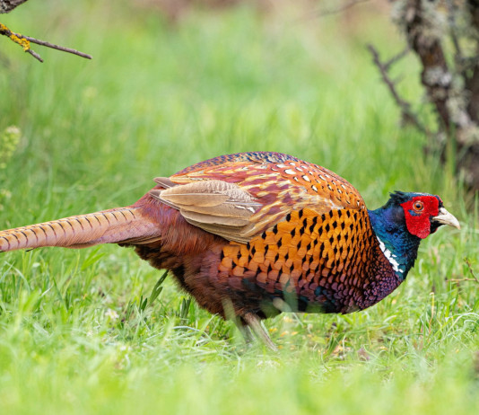 Consiglio di Stato respinge l’appello sul calendario venatorio dell’Emilia-Romagna Consiglio di Stato respinge l'appello sul calendario venatorio dell'Emilia-Romagna - fagiano