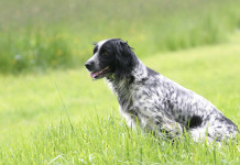 Di nuovo Buconi vs Brambilla sulla caccia Di nuovo Buconi vs Brambilla sulla caccia: setter inglese