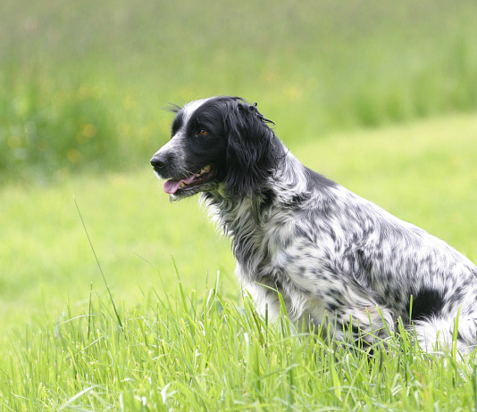 Di nuovo Buconi vs Brambilla sulla caccia Di nuovo Buconi vs Brambilla sulla caccia: setter inglese