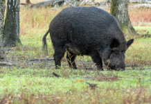 Fidc Calabria sollecita deroga per braccata in zona di restrizione 1 Fidc Calabria sollecita deroga per braccata in zona di restrizione 1: cinghiale