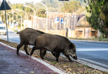 Il Partito democratico: 30 milioni per la gestione degli ungulati Il Pd: 30 milioni per la gestione degli ungulati - cinghiali in città