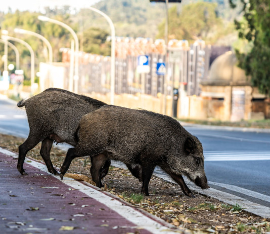 Il Partito democratico: 30 milioni per la gestione degli ungulati Il Pd: 30 milioni per la gestione degli ungulati - cinghiali in città