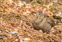 Il Tar accorcia il calendario venatorio delle Marche Il Tar accorcia il calendario venatorio delle Marche - beccaccia tra foglie autunnali
