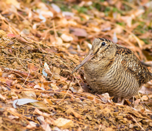 Il Tar accorcia il calendario venatorio delle Marche Il Tar accorcia il calendario venatorio delle Marche - beccaccia tra foglie autunnali