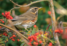 Il Tar: legittima la riduzione dei tempi per impugnare i calendari venatori Il Tar: legittima la riduzione dei tempi per impugnare i calendari venatori - tordo sassello