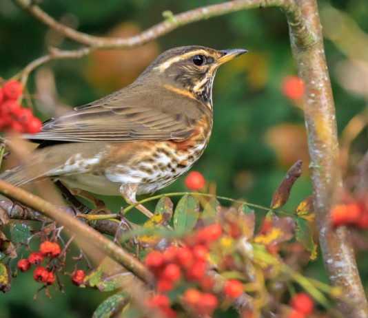 Il Tar: legittima la riduzione dei tempi per impugnare i calendari venatori Il Tar: legittima la riduzione dei tempi per impugnare i calendari venatori - tordo sassello
