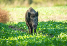 Lazio snellisce procedure per l’attivazione del controllo del cinghiale Lazio snellisce procedure per l’attivazione del controllo del cinghiale