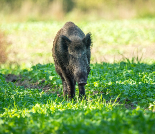 Lazio snellisce procedure per l’attivazione del controllo del cinghiale Lazio snellisce procedure per l’attivazione del controllo del cinghiale