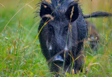 Ok alla caccia al cinghiale nelle zone di restrizione della Basilicata Ok alla caccia al cinghiale nelle zone di restrizione della Basilicata