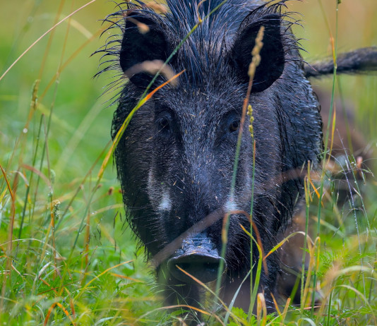 Ok alla caccia al cinghiale nelle zone di restrizione della Basilicata Ok alla caccia al cinghiale nelle zone di restrizione della Basilicata