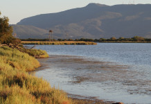 Perché conviene investire sulla biodiversità? A Orbetello il convegno Una-Ab Perché conviene investire sulla biodiversità? A Orbetello il convegno Una-Ab