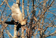 Progetto Fibec Ali d’Italia: cambia tutto Progetto Fibec Ali d’Italia: cambia tutto