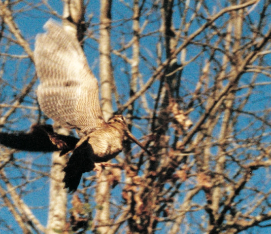 Progetto Fibec Ali d’Italia: cambia tutto Progetto Fibec Ali d’Italia: cambia tutto