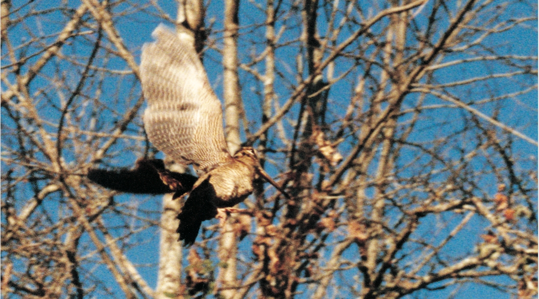 Progetto Fibec Ali d’Italia: cambia tutto Progetto Fibec Ali d’Italia: cambia tutto