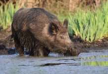 Qualche giorno in più per l’iscrizione delle squadre di braccata della Calabria Qualche giorno in più per l’iscrizione delle squadre di braccata della Calabria - cinghiale nell'acqua