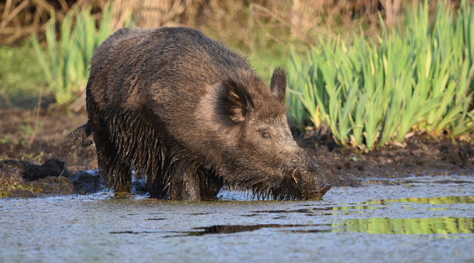 Qualche giorno in più per l’iscrizione delle squadre di braccata della Calabria Qualche giorno in più per l’iscrizione delle squadre di braccata della Calabria - cinghiale nell'acqua