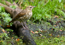 Quali sono le date di apertura e chiusura della caccia al tordo bottaccio? Quali sono le date di apertura e chiusura della caccia al tordo bottaccio?