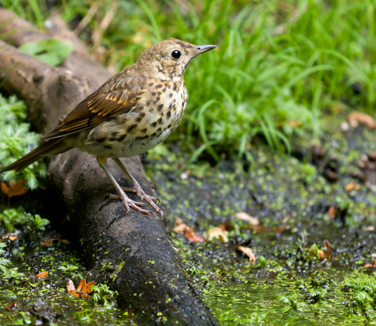 Quali sono le date di apertura e chiusura della caccia al tordo bottaccio? Quali sono le date di apertura e chiusura della caccia al tordo bottaccio?