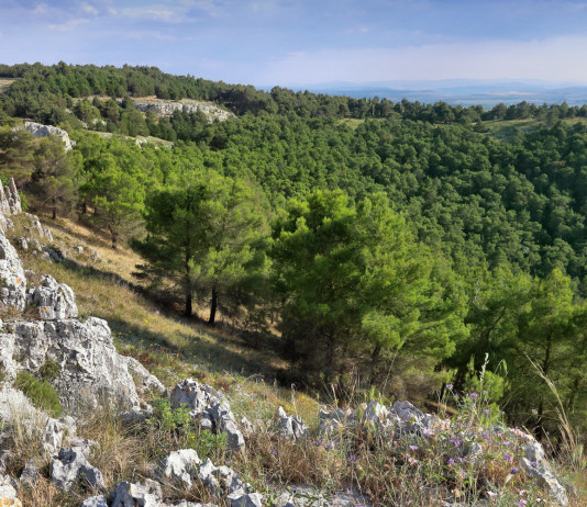 Respinto appello su ampliamento aree contigue al Parco nazionale dell’Alta Murgia Respinto appello su ampliamento aree contigue al Parco nazionale dell’Alta Murgia