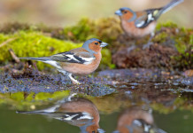 Respinto il ricorso contro la caccia in deroga al fringuello e allo storno in Lombardia Respinto il ricorso contro la caccia in deroga al fringuello e allo storno in Lombardia - due fringuelli su specchio d'acqua