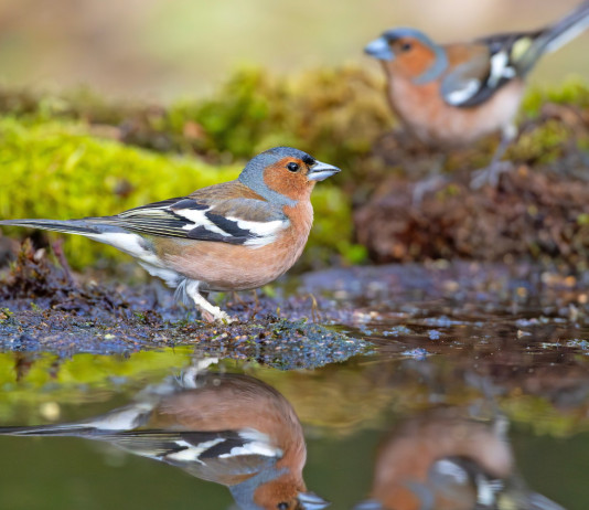 Respinto il ricorso contro la caccia in deroga al fringuello e allo storno in Lombardia Respinto il ricorso contro la caccia in deroga al fringuello e allo storno in Lombardia - due fringuelli su specchio d'acqua