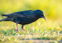 Respinto ricorso contro la caccia in deroga allo storno in Campania Respinto ricorso contro la caccia in deroga allo storno in Campania