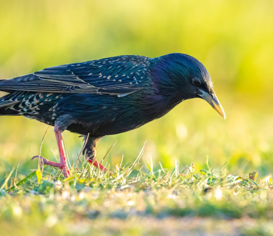 Respinto ricorso contro la caccia in deroga allo storno in Campania Respinto ricorso contro la caccia in deroga allo storno in Campania