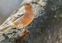 Ricorso contro la caccia in deroga in Lombardia Ricorso contro la caccia in deroga in Lombardia - fringuello